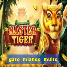 gato miando muito a noite o que fazer